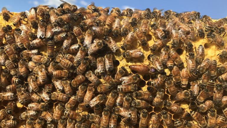What we do – Nucleus Hives & Queens